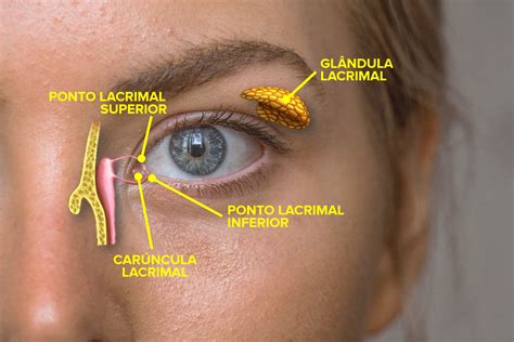 O Que Olhos Tenros Braincp