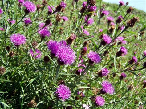 knapweed Annual Flowers, Weird Shapes, Bromeliads, Outdoor Plants ...