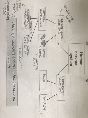 Biopsych Flashcards Quizlet