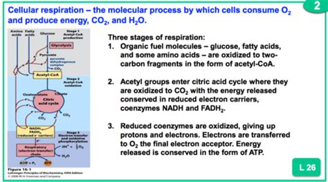 Lecture 26: Respiration: Pyruvate Dehydrogenase Complex Flashcards ...