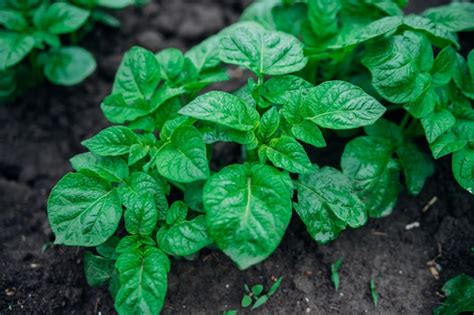 Un Huerto Con Patatas En El Campo Las Patatas Se Plantan En Largas