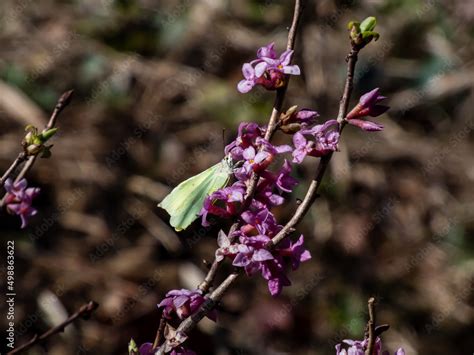 Yellow Spring Adult Male Butterfly The Common Brimstone Gonepteryx