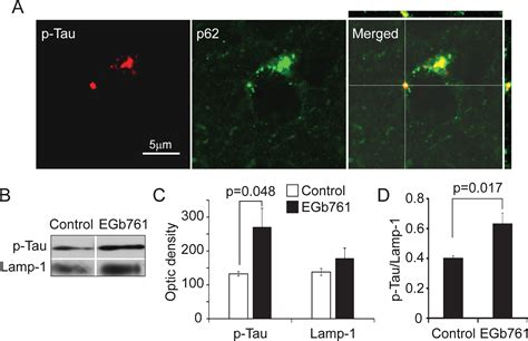 Ginkgo Biloba Extract Egb 761 And Its Specific Components Elicit