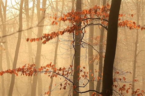 Premium Photo Winter Forest No Snow Foggy Background Leftover Leaves