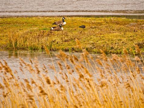 Male and Female Canada Geese Stock Image - Image of canada, lancashire