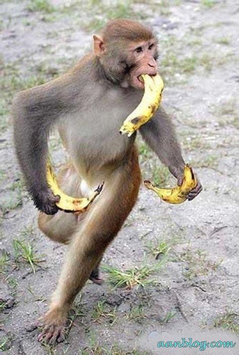 Banana Banana Funny Monkey Photo Bananamonkeymangojeep