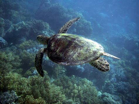 Para Ihop För Marin Sköldpadda Som Två är Undervattens På Galapagos