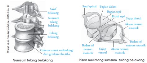 Fungsi Sumsum Tulang Belakang | Mekanisme Penghantaran Impuls Pada ...