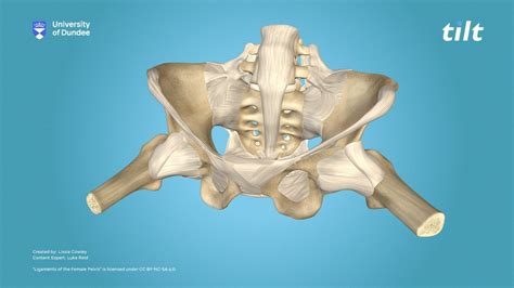 Pelvic Ligaments Female