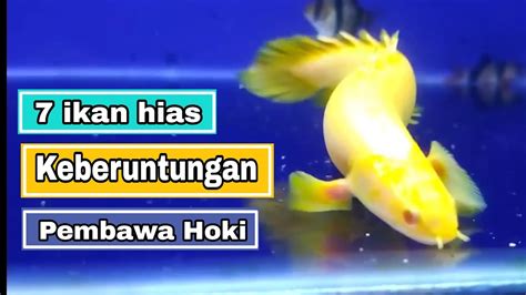 Ikan Hias Pembawa Keberuntungan Youtube