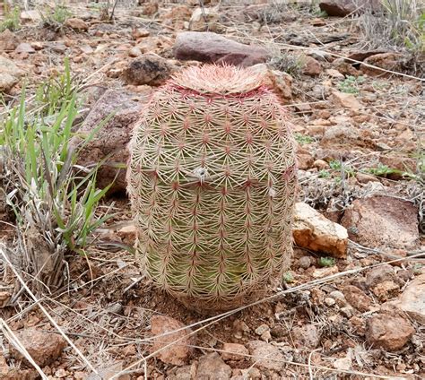 Rainbow Hedgehog Cactus Echinocereus Rigidissimus Arivac Flickr