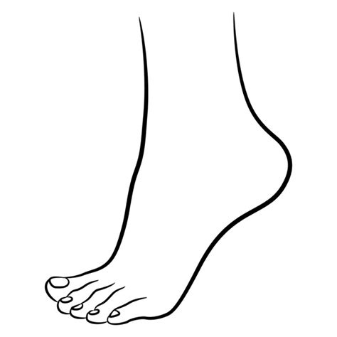 Ankle Drawing Images Stock Photos D Objects Vectors