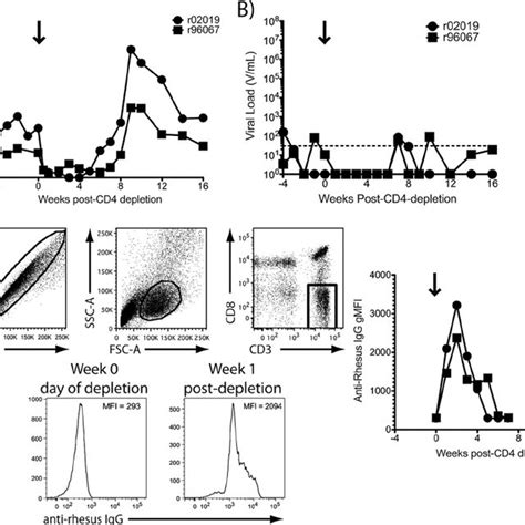 Kinetics Of Siv Specific Cd T Cell Responses Viral Load And