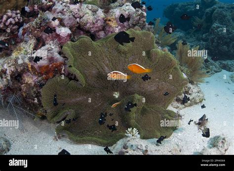 El Pez Payaso De La Zorrilla Naranja Amphiprion Sandaracinos Y El