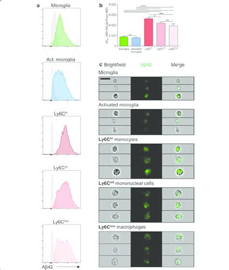 Recruited mononuclear cells are potent Aβ phagocytic cells ac Ex vivo