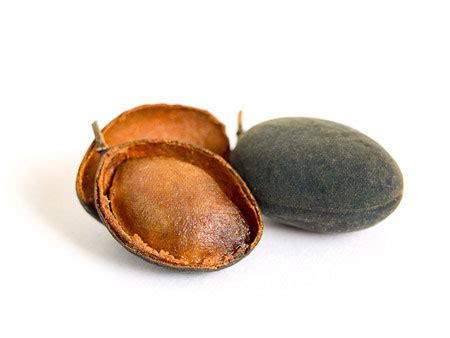 Velvet Tamarind facts and health benefits