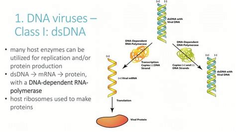 Lecture 3 Viral Genomespptx