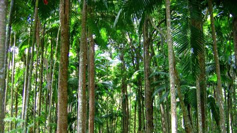 Tropical Forest Near Port Macquarie New South Wales Australia