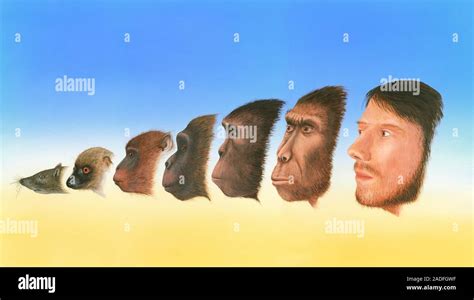 Human evolution. Artwork showing a snapshot of the evolution of humans ...