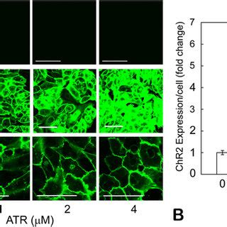 Atr Effects On Cardiomyocyte Electrophysiology A Action Potentials