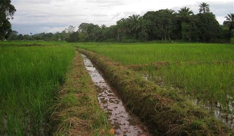 national programme coordinating unit  rfciprfciprcprp