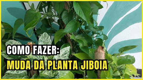 Como Fazer Muda De Jiboia Passo A Passo Youtube