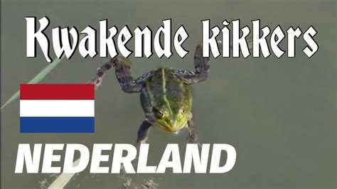 Nederland Kwakende Kikkers Youtube