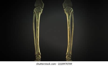 Tibia Fibula Human Skeleton D Illustration Stock Illustration