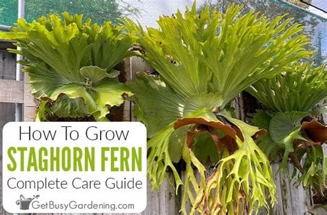 Staghorn Fern Care Guide How To Grow Platycerium Bifurcatum