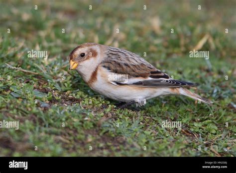 Adult winter male Snow Bunting Stock Photo - Alamy