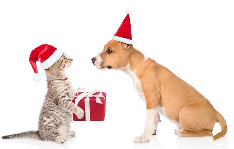 Do Animals Give Gifts? Many Do