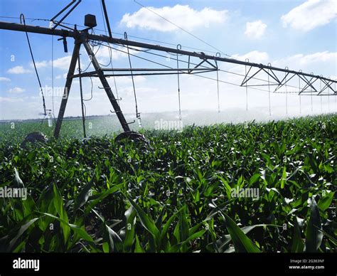 Smart Irrigation System for agriculture. Corn fields in Israel Stock Photo - Alamy