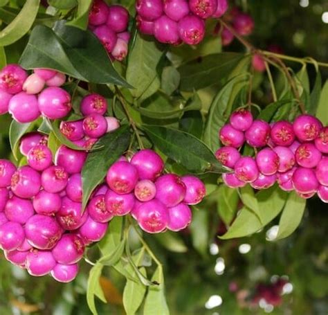 Grevillea Robyn Gordon Diaco S Garden Nursery And Garden Centre