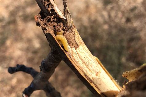 Pacific flatheaded borer damage can be found in twigs, branches, and ...