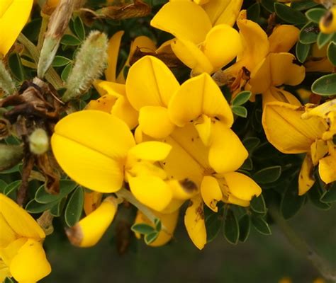 Genista Flower, Garden Genista