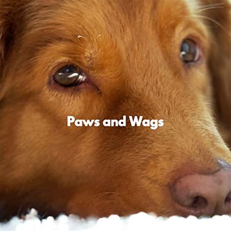 Amazon Co Jp Paws And Wags Musica Para Perros Digital Music