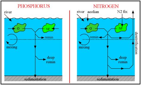 Nitrogen Phosphorus Model Details Jmodels