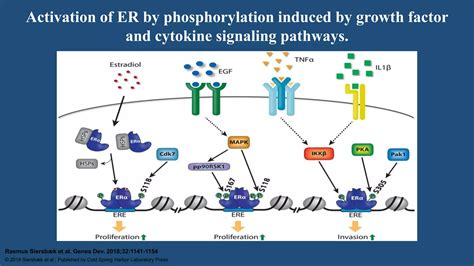 Molecular Biology Of Breast Cancer [autosaved] Ppt