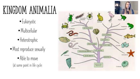 Key Features Of Kingdom Animalia