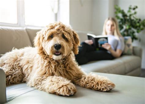 The 16 Most Popular Types Of Doodle Dogs Petmd