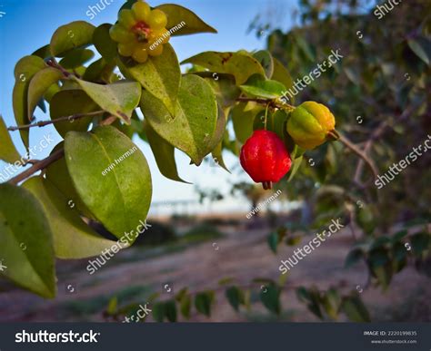 Beautiful Closeup Photo Surinam Cherry Pitanga Stock Photo 2220199835 ...