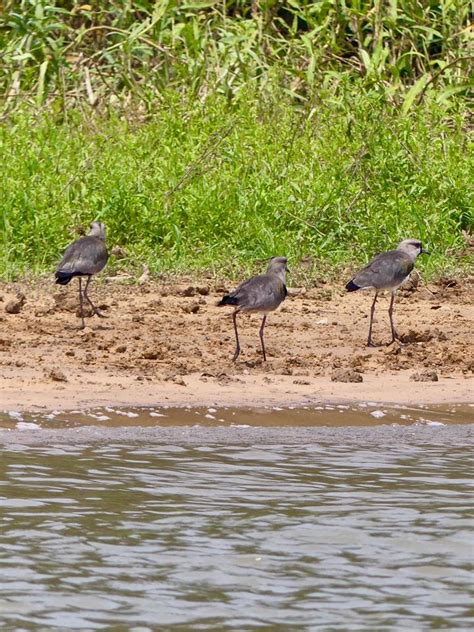 Brazil: Pantanal – Pantanal Birds – Travel2Unlimited