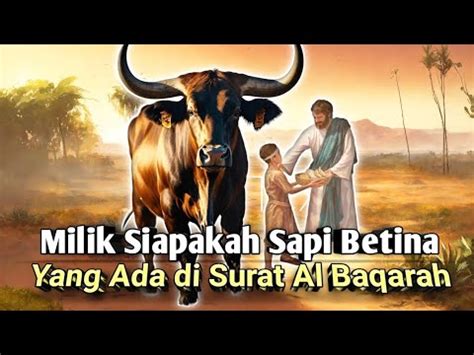 Milik Siapakah Sapi Betina Yang Ada Di Surat Al Baqarah Youtube