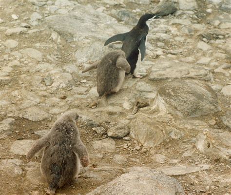 King George Island, Antarctica - Travel Photos by Galen R Frysinger ...