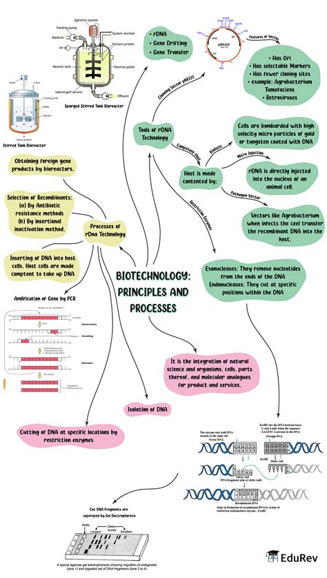 Mindmap Biotechnology Principles And Process Biology Class