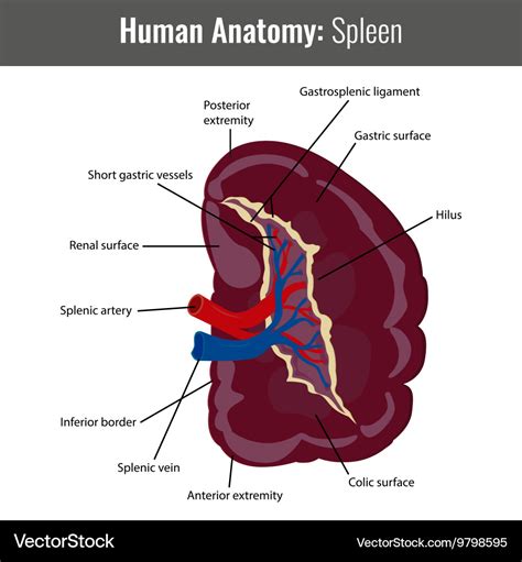 Spleen Anatomy System Human Body Anatomy Diagram And Chart Images | The ...