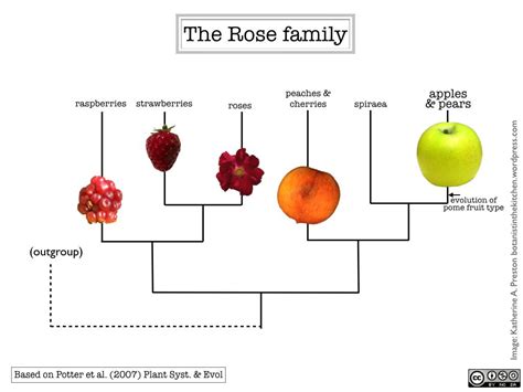 Fruit Bearing Trees Like Apples Pears Plums Cherries Apricots And