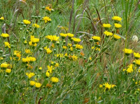 Coastal Tarweed Near The Richmond Marina Native Plants Plants Coastal