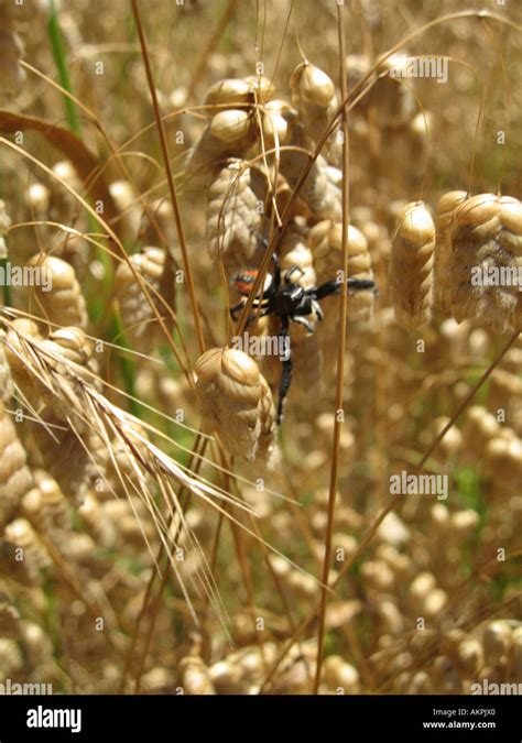 California jumping spider in a field Stock Photo - Alamy