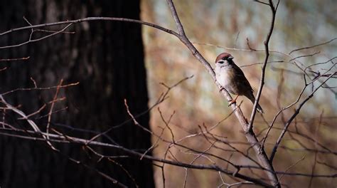 Free Images Tree Nature Branch Flower Animal Wildlife Fauna